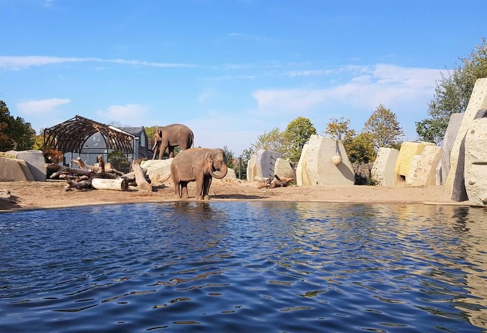 foto Amsterdam Artis zoo elephants